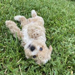 Cockapoo and Poodle Puppies from Puppie Poos 4 U