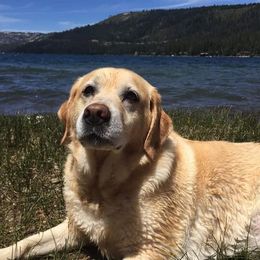 Labrador Retriever All Grown Up from Judy Sarao's Labs