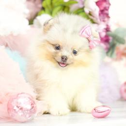 Daisy- AKC Blue and Tan Merle - Blue merle female Pomeranian puppy in Santa Rosa, California from Cute California Poms