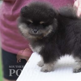 Seasmoke AKA Solo - Black and tan male Pomeranian puppy in Kingston, Georgia from Southern Charm Poms