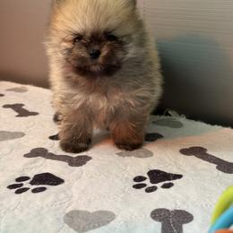 French Bulldog and Pomeranian Puppies from Couture_frenchies