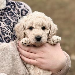 Bernedoodle and Goldendoodle Puppies from Have-a-Doodle Hill