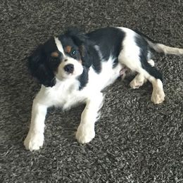 Bernedoodle, Cavalier King Charles Spaniel, and Cavapoo Puppies from Harper Haven Cavaliers & Doodles