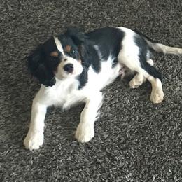 Bernedoodle, Cavalier King Charles Spaniel, and Cavapoo Puppies from Harper Haven Cavaliers & Doodles