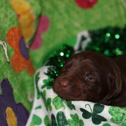 Labrador Retriever Puppies from Paradise Farm Gun Dogs
