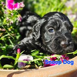 Snoop Dog - Black and tan male Cockapoo puppy in Indiahoma, Oklahoma from Phamily Doodles