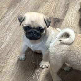 Sage - Fawn male Pug puppy in Randleman, North Carolina from Peachy Pugs