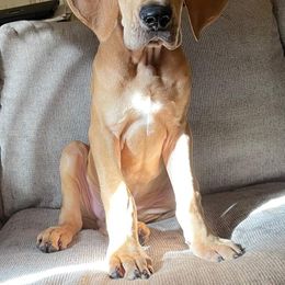 Great Dane and Yorkshire Terrier Puppies from Chuck City Danes