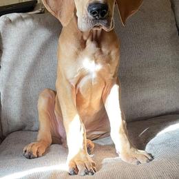 Great Dane and Yorkshire Terrier Puppies from Chuck City Danes