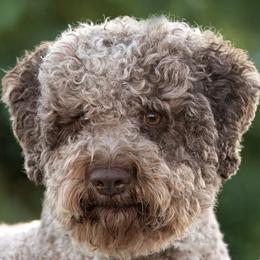 Lagotto Romagnolo puppies from Northwest Lagotto