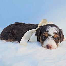 Poppy - Phantom female Bernedoodle puppy in Russell Springs, Kentucky from 270 Doodles