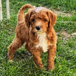 Grim - Red  male Goldendoodle puppy in Bountiful, Utah from Red Brick Doodles