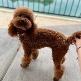 Denali - Poodle