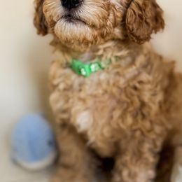 Poodle Puppies from Red Mini Poodles AZ