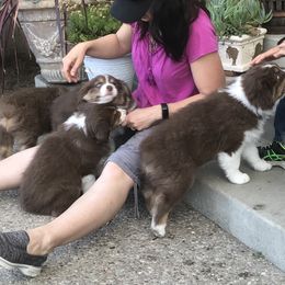 Australian Shepherd Puppies from Woodhaven Aussies