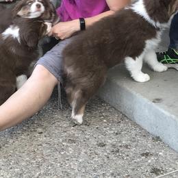 Australian Shepherd Puppies from Woodhaven Aussies