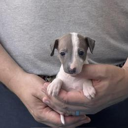 Girl 4 - Blue fawn female Italian Greyhound puppy in Sugar Valley, Georgia from Pinnacle Farm and Kennel