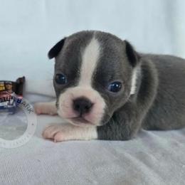 Snickers - Blue male Boston Terrier puppy in Columbia Falls, Montana from Glacier Bark Boston Terriers