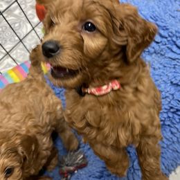Goldendoodle Puppies from Coal Country Doodles