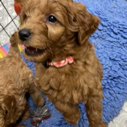 Goldendoodle Puppies from Coal Country Doodles
