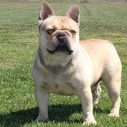Double D - French Bulldog