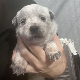 -Girl 2 - Blue female Australian Cattle Dog puppy in Kaufman, Texas from Emberwick Ranch
