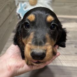 Dachshund, Shih Tzu, and Yorkshire Terrier Puppies from Happy Hounds and More🐾