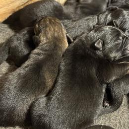 Sable Boy 2 - Sable male German Shepherd puppy in Jacksonville, Florida from El Dorado