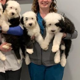 Old English Sheepdogs from Wisconsin Old English Sheepdogs