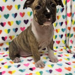 Girl 6 - Red brindle female American Pit Bull Terrier puppy in Nine Mile Falls, Washington from Bartin Kennels