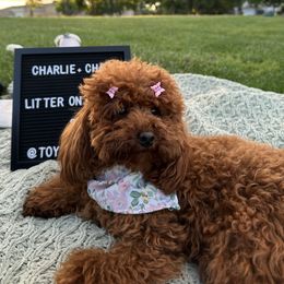 Chanel - Poodle