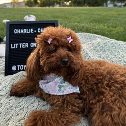 Chanel - Poodle