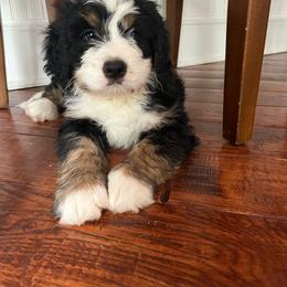 Larry - Tri-color male Bernedoodle puppy in Holtwood, Pennsylvania from Country Ridge Puppies