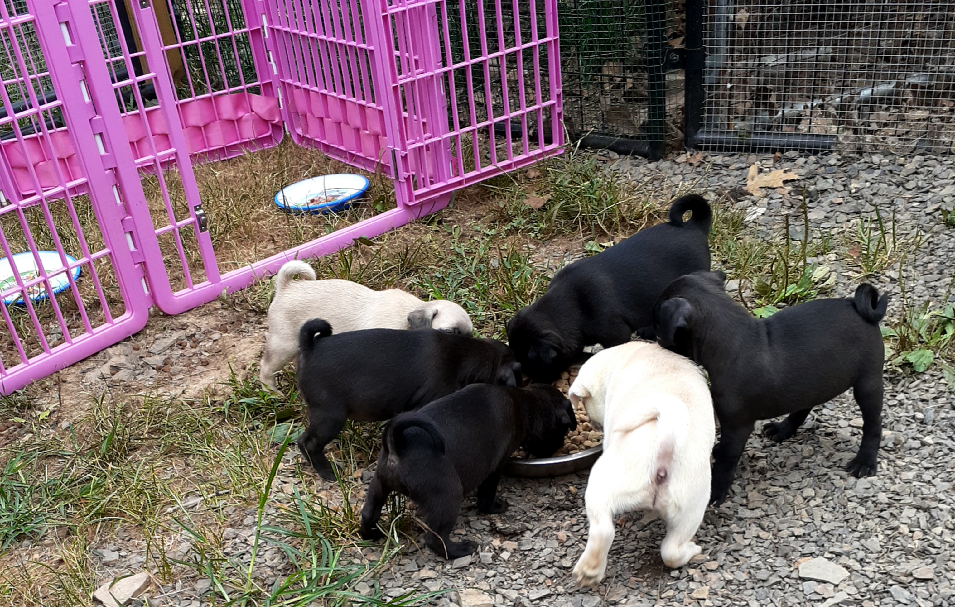 Pug Puppies from Hatfield Pugs
