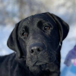 Australian Shepherds and Labrador Retrievers from RainyDaze Labradors and Aussies