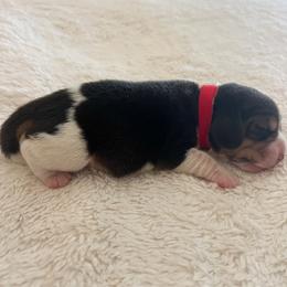Teddy - Black tan and white male Beagle puppy in Brownsboro, Texas from Willow Bark Beagles