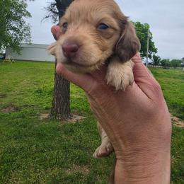 Chris - Dapple male Dachshund puppy in Stillwater, Oklahoma from Shade Tree Dachshunds