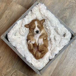 Cavalier King Charles Spaniel and Cavapoo Puppies from KC’s Cavs& Creams
