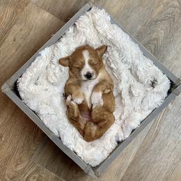 Cavalier King Charles Spaniel and Cavapoo Puppies from KC’s Cavs& Creams