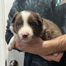 Male 2 - Red male Border Collie puppy in Memphis, New York from Dual Traxx Border Collies