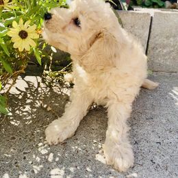 Maltipoo Puppies from Third Coast Maltipoos