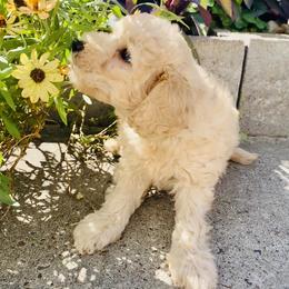 Maltipoo Puppies from Third Coast Maltipoos