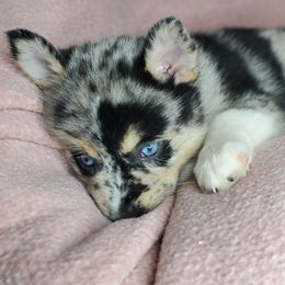 Pomskies from Angels Pomskies