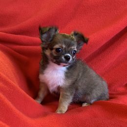 Chihuahua Puppies from Strawberry River Kennel