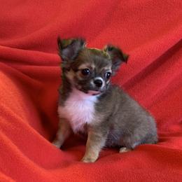 Chihuahua Puppies from Strawberry River Kennel