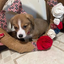 Girl 2 - Sable female Pembroke Welsh Corgi puppy in Greenwood, South Carolina from JOY Farms
