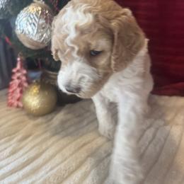 Joey Caruso (brown) - Parti male Goldendoodle puppy in Fayettville Ar, Arkansas from Ozark Bulldogs and doodles