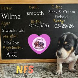Daisy - Piebald female Dachshund puppy in Hoquiam, Washington from Heyd's Mini Dachshunds