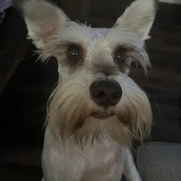 Stryker - Miniature Schnauzer