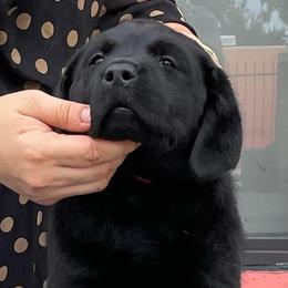 Aurora - Black Labrador Retriever puppy in Orlando, Florida from Kychel Labradors